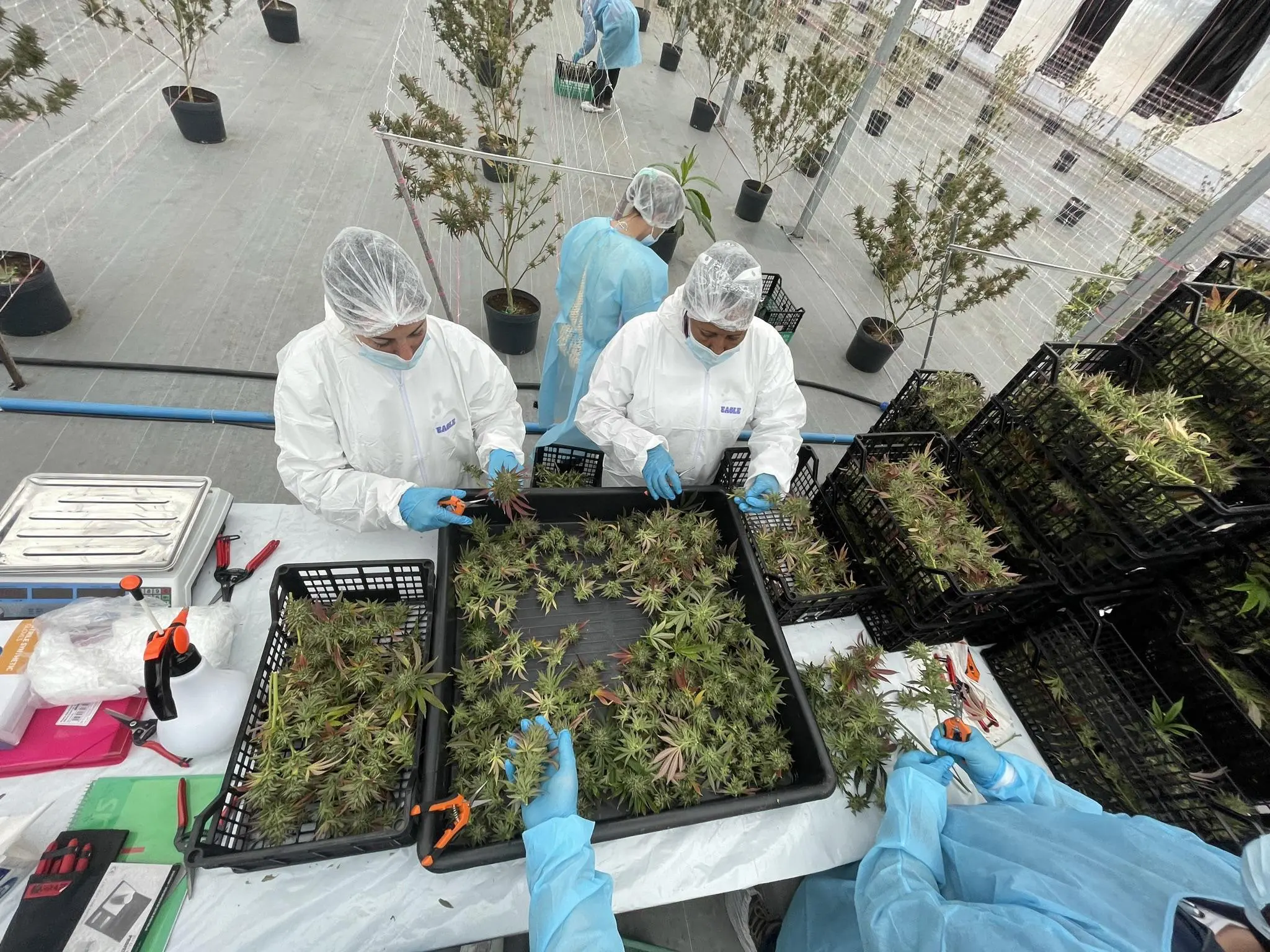 Médicos de Curitiba explicam como os medicamentos à base de cannabis atuam no organismo