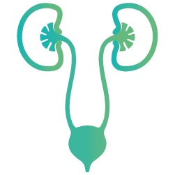 Urologia
