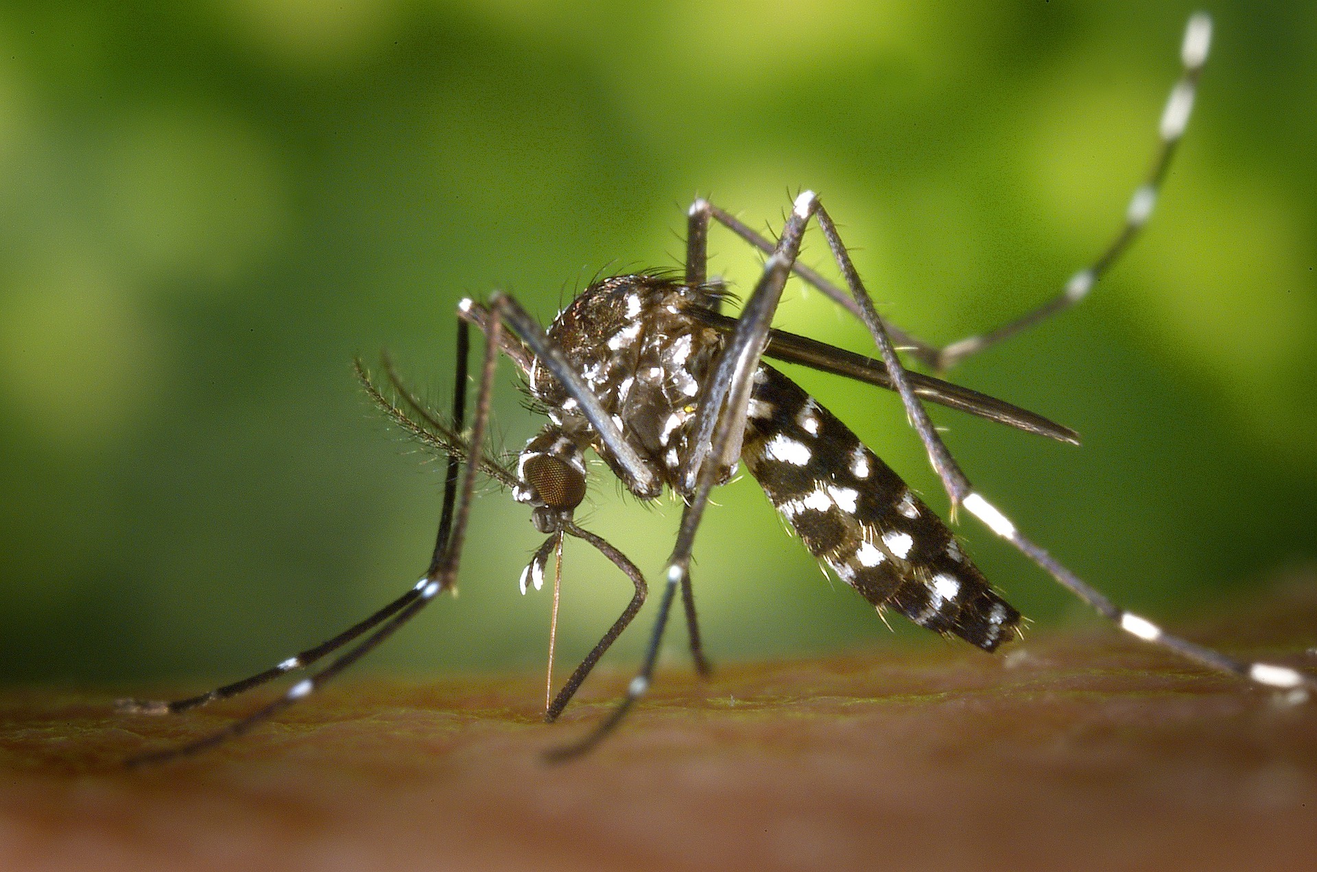 Veja como se prevenir da dengue
