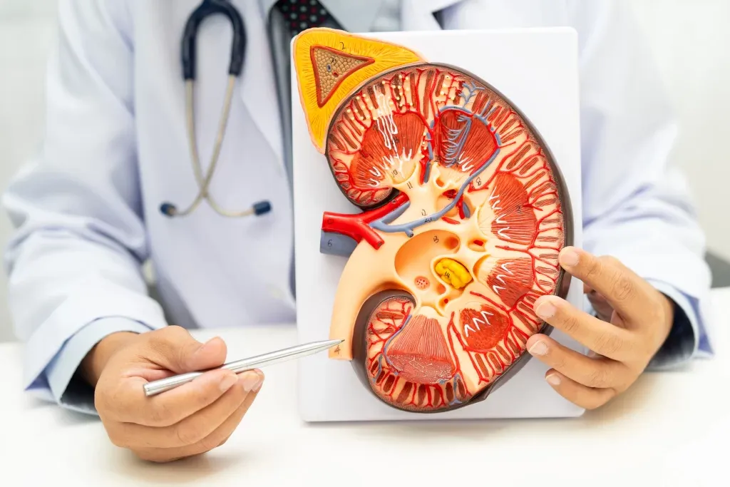 Dia Mundial do Rim: Ação em Curitiba oferece exames e orientação gratuitos para detectar doenças renais